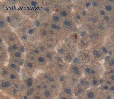 MyBioSource MBS2027189 image 3