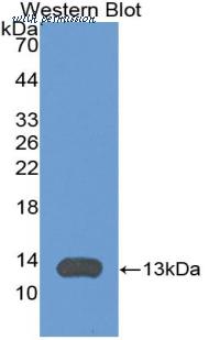 MyBioSource MBS2027266 image 1