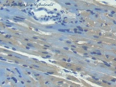 MyBioSource MBS2027266 image 2