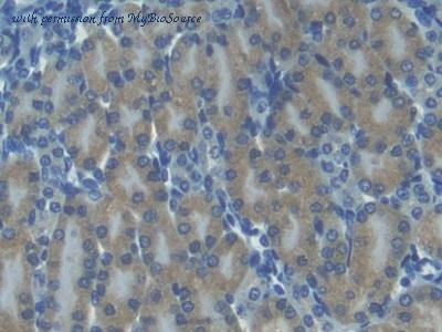 MyBioSource MBS2027266 image 3