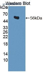 MyBioSource MBS2027282 image 1