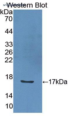 MyBioSource MBS2027352 image 1