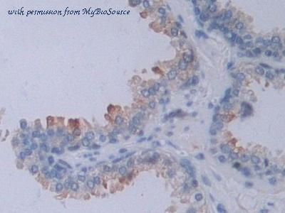 MyBioSource MBS2027380 image 3
