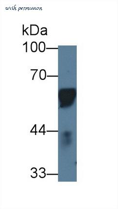 MyBioSource MBS2027456 image 1