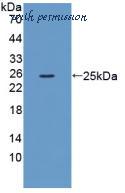 MyBioSource MBS2027536 image 1