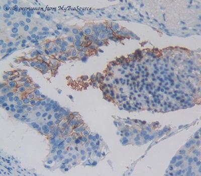 MyBioSource MBS2027536 image 2