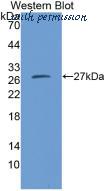 MyBioSource MBS2027557 image 1