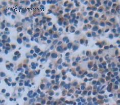MyBioSource MBS2027557 image 2