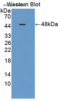 MyBioSource MBS2027588 image 2