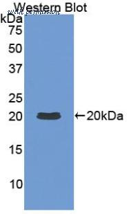 MyBioSource MBS2027623 image 1