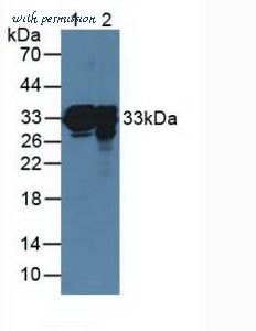 MyBioSource MBS2027631 image 1