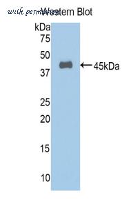 MyBioSource MBS2027664 image 1