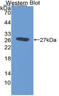 MyBioSource MBS2027665 image 2
