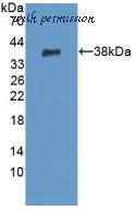 MyBioSource MBS2027704 image 1
