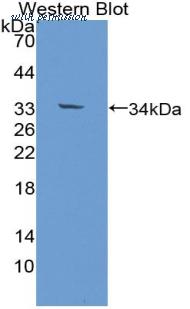 MyBioSource MBS2027769 image 2