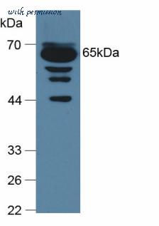 MyBioSource MBS2027772 image 1