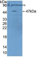 MyBioSource MBS2027772 image 2