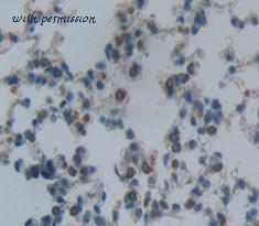 MyBioSource MBS2027787 image 2