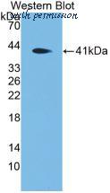 MyBioSource MBS2027849 image 1