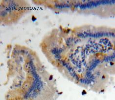 MyBioSource MBS2027849 image 2