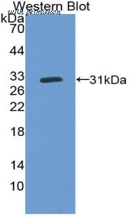 MyBioSource MBS2027881 image 1