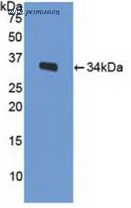 MyBioSource MBS2027954 image 1