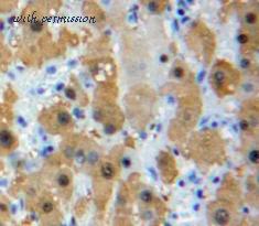 MyBioSource MBS2027954 image 2