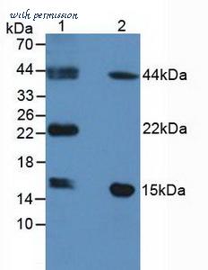 MyBioSource MBS2028010 image 1