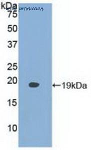 MyBioSource MBS2028010 image 2