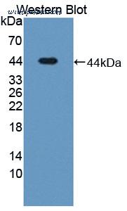 MyBioSource MBS2028019 image 1