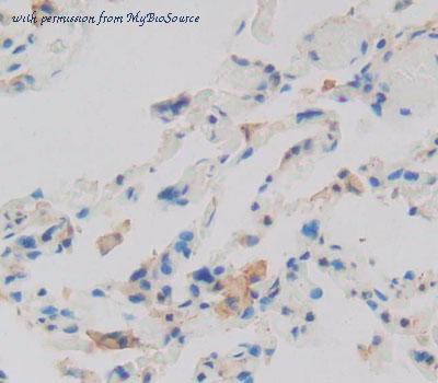 MyBioSource MBS2028019 image 2