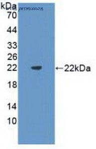 MyBioSource MBS2028020 image 1