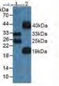 MyBioSource MBS2028020 image 2