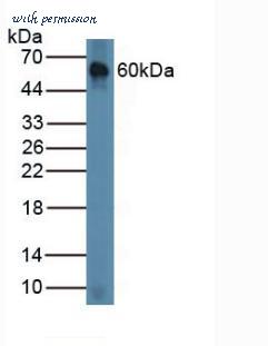 MyBioSource MBS2028039 image 1