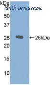 MyBioSource MBS2028039 image 2