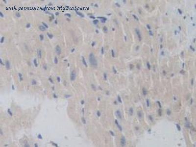 MyBioSource MBS2028039 image 3
