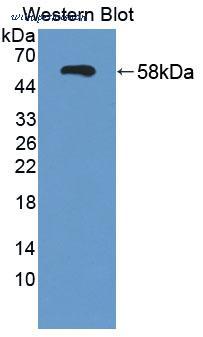 MyBioSource MBS2028051 image 2