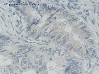 MyBioSource MBS2028051 image 3