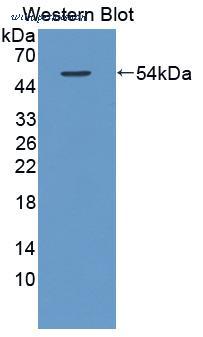 MyBioSource MBS2028053 image 1