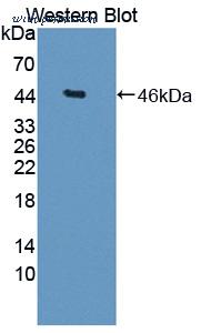 MyBioSource MBS2028063 image 1