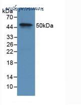 MyBioSource MBS2028088 image 1