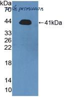 MyBioSource MBS2028114 image 1