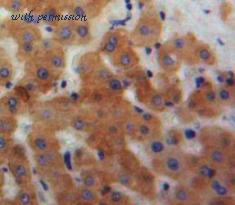MyBioSource MBS2028168 image 2
