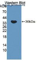 MyBioSource MBS2028187 image 1