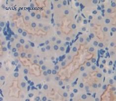 MyBioSource MBS2028187 image 2