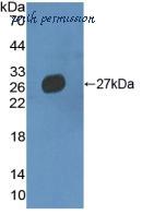 MyBioSource MBS2028221 image 1