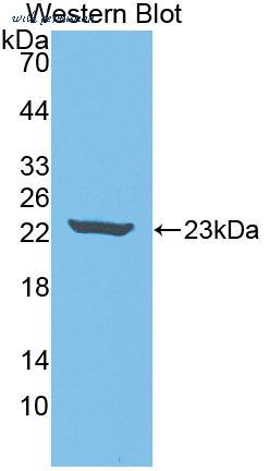 MyBioSource MBS2028466 image 1