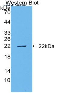 MyBioSource MBS2028562 image 1