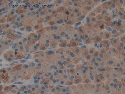 MyBioSource MBS2028562 image 3
