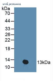 MyBioSource MBS2028566 image 1